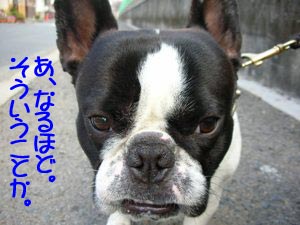 ¥Ë¥Û¥ó¥´¥à¥º¥«¥·¥¤¥Í¡£