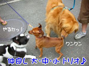 ¥â¥Æ¥â¥Æ¥Ô¡¼¥Á·¯