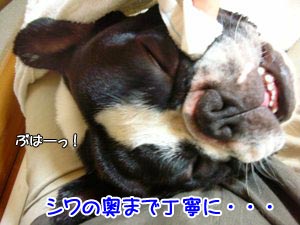 ¿©Æ²¤Î¤ª¤·¤Ü¤ê¤Ç´é¿¡¤¯¥ª¥Ã¥µ¥ó¤Îµ¤»ý¤Á¤¬¤ï¤«¤ë¤ï¤¡