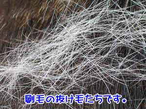 Éþ¤Ë¤µ¤µ¤Ã¤Æ¥Á¥¯¥Á¥¯¤·¤Þ¤¹