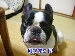 ¤Þ¤¿¡Ö¸¤¤Ï¥¢¥«¥ó¡×¤«!!