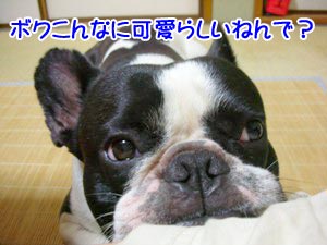 ¼ã¶¹¤Îü¤Ã¤³¤Ç°¦¤ò¶«¤ó¤À¤ä¤ó¤«¡¼¡ª