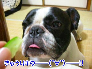 v(¡±§¥¡±)v ޲޴ް޲