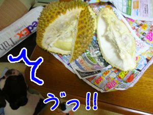 ¤Ê¤ó¤Â¤ã¤³¤ê¤ã¤¡¡¼¡ª