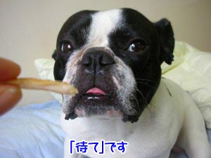 ²¿¤«¤ï¤«¤é¤ó¤±¤É¥é¥Ã¥¡¼¡ù