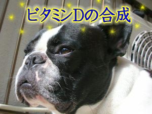 ¥Ó¥¿¥ß¥ó£Ä¹çÀ®Ãæ¡ù