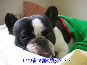 ¥Ê¥¤¥¹¥Ð¥Ç¡¼¤Ê¥Ü¥¯¤Ë¤Ï´Ø·¸¤Ê¤·¡£