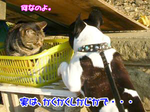 ½©ÍÕ¸¶ÊýÌ̤Ǥϰճ°¤È¥Ü¥¯Í̾¸¤¤ä¤Ã¤¿¤ê¤·¤Æ¡£