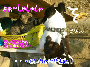¥Ü¥¯¡¢¤½¤Î¤¦¤Á»É¤µ¤ì¤ë¤ó¤Á¤ã¤¦¤«¡©
