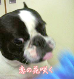 ¥Ü¥¯¤Ï°ðºÊ¤ËÂǤ¿¤ì¤Æ¤·¤Þ¤Ã¤¿¡ª