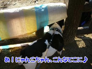 ¤Ë¤ã¤ó¤³¤Á¤ã¤ó¡¢¸«¤Ã¤±¢ö