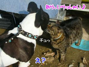 ¡Ö¥Á¥å¥Ã¡×¡©¡©