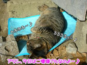 ½÷¿´¤È¥Ë¥ã¥ó¥³¿´¤Ïµ¤¤Þ¤°¤ì¤Ê¤Î¤è¡Á¢ö