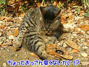 ¤â¤Î¤Ã¤¹¤´´ÓϽ¤¢¤ë¤¬¤Ê¡£
