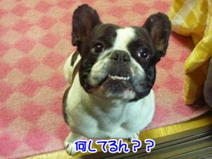 ¾¢¤Î´ã¤Ë¤Ê¤Ã¤Æ¤ë!!