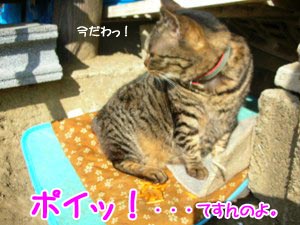 ¿©¤Ù¤¿¥Õ¥ê¤·¤Æ¼Î¤Æ¤ë¤Î¥Ë¥ã¡¼¡ª