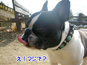 ¥é¥Ã¥¡¼¡ù