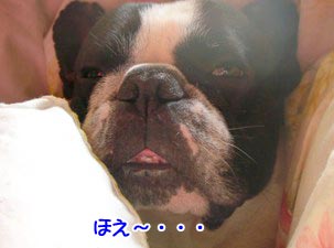 ¥µ¥¤¥³¡¼¤ä¤¡¡Á
