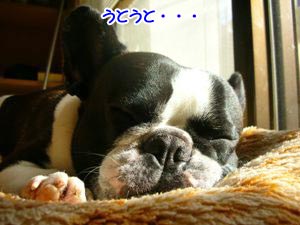 ¥Ó¥¿¥ß¥ó£Ä¤â¹çÀ®¤·