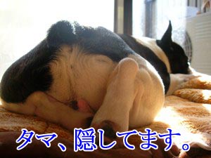 ¸«¤¨¤½¤¦¤Ç¸«¤¨¤Ê¤¤¥Á¥é¥ê²èÁü¢ö