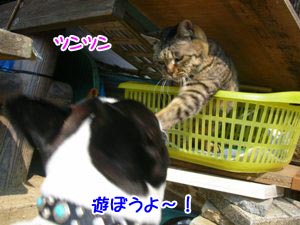 ¤¨¡©¡Ö¥Ä¥ó¥Ä¥ó¡×¤Æ²¿¤Ç¤¹¤Î¤ó¡©