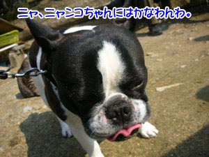 ¤ä¤Ã¤Ñ¤ê¥¿¥À¤Ç¤Ï¤¹¤Þ¤ó¤«¤Ã¤¿¤«¡£