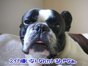 ¥Ü¥¯¤Ï²¿¤Ç¤â¿©¤Ù¤ë¤Ç¤§