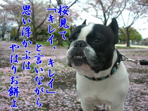 ¥Ç¥Ö¤Þ¤Ã¤·¤°¤é¤ä¡£