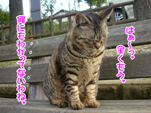¤³¤ÎË·¤ä¤Ã¤¿¤é¡£