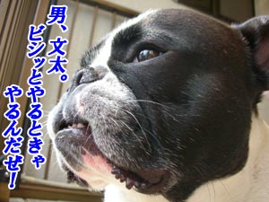 ÃˤʤéÀѶËŪ¤Ë¤Ö¤Ä¤«¤ë¤ó¤À¡ª