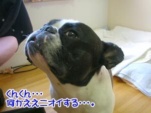 ¿©¤Ù¥â¥ó¤ä¡¦¡¦¡¦¿©¤Ù¥â¥ó¤Î¥Ë¥ª¥¤¤ä¡¦¡¦¡¦