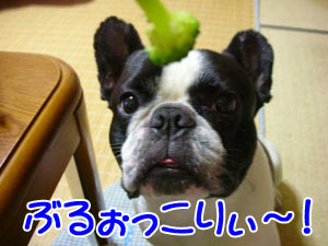 (¦Ò¡¦¢Ï¡¦)¦Ò޹ŽÞޝŽÂ!!