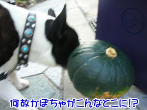 ¤Þ¤¿¥È¥ì¥ó¥Ç¥£·º»ö¤ÎÅо줫¡©
