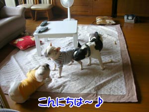 Æ´¤ì¤Î¥Ñ¥ª¤Á¤ã¤ó¤ä¤ó¢ö