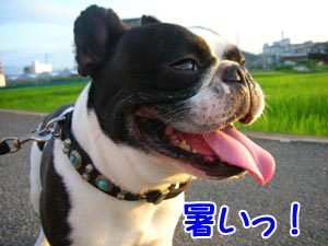 µ¤²¹¹â¤¹¤®¡£
