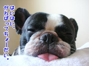 ¤ª¤«¤¢¤Ï¤ó¤Ëɵ¤¤Ë¤Ê¤é¤ì¤¿¤éº¤¤ë¤·¡£