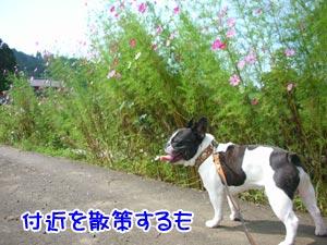 ¥³¥¹¥â¥¹¤¬¥¥ì¥¤¤Ç¤¹(¡¢Ï¡®*)
