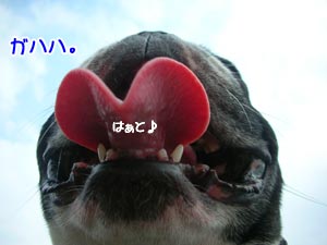 ËÜË®½é¸ø³«¡©²¼¤«¤é¸«¤¿¥Ù¥í¡£