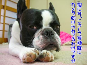 ¥¸¥í¥Ã