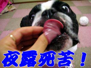 §ë(Žß§ÕŽß§ë)޶ŽÓްŽÝ!!