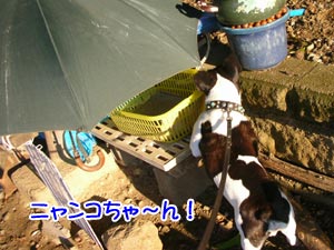 µ×¤·¤Ö¤ê¤Ë