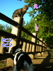 ¤¦¤½¤Ç¤·¤ç¡©