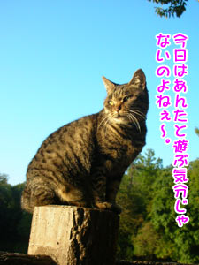 ¤¤¤¤¤ªÅ·µ¤¤À¤·¤Í¤§¡£