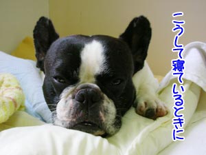 ¥«¥á¥é¸þ¤±¤é¤ìÉÔÌû²÷¤Ç¤¹¤¬