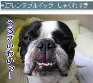 ¤·¤ã¤¯¤ì¤¬¥Á¥ã¡¼¥à¥Ý¥¤¥ó¥È¤µ¡ù