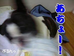 ¤Ò¤Ç¤Ö¡¼¡ª