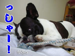 ¤³¤·¤ã¤¯¤Ê¤Ã¡ª