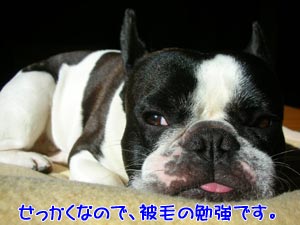 ¤ï¤«¤ê¤ä¤¹¤µ¤¬¥â¥Ã¥È¡¼¤Ç¤¹