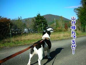 ¤¤¤¤Å·µ¤¤¸¤ã¤Ê¤¤¤«¡£