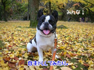¥é¥¸¥Ð¥ó¥À¥ê¡£